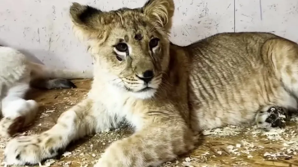 Фото: МедиаБанк Подмосковья/Александр Зель