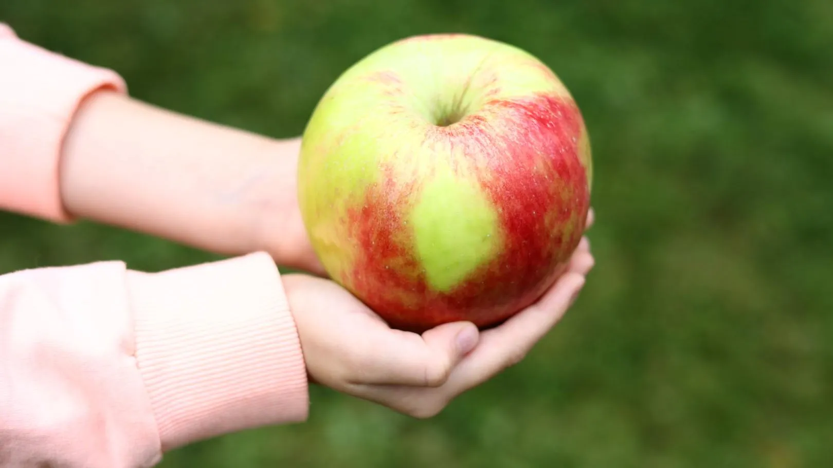 Фото: пресс-служба АНО «Коломенский Посад»