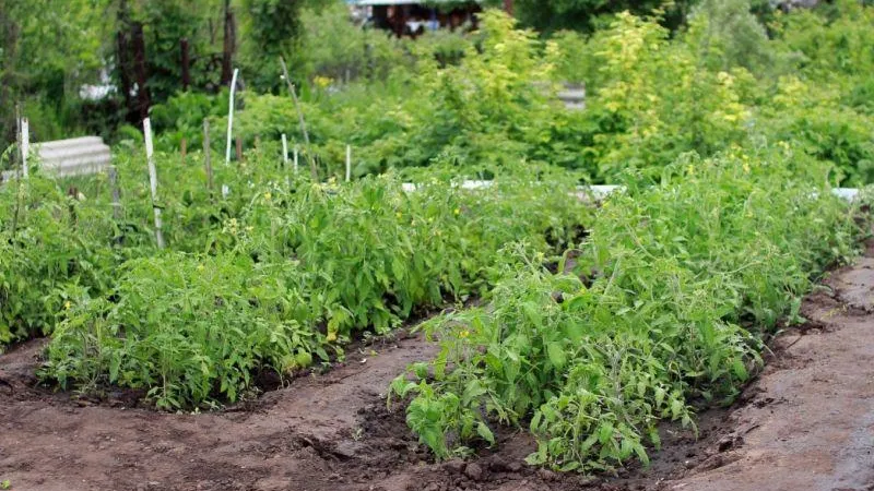 Российские ученые участвовали в разработке гелей, способных сэкономить на поливе растений