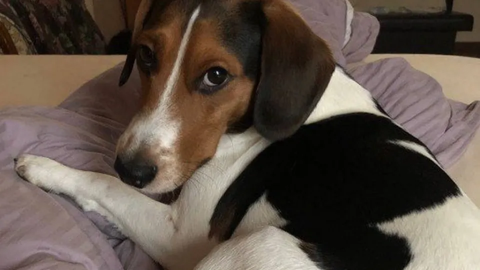 Фото: t.me/Собаки с Дружбы/Алена Новикова