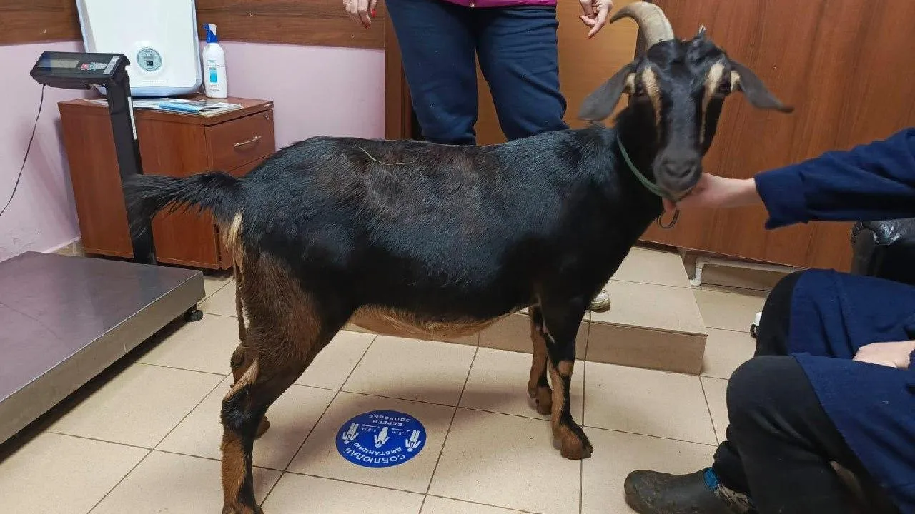 Фото: ГБУВ МО «Терветуправление № 1»