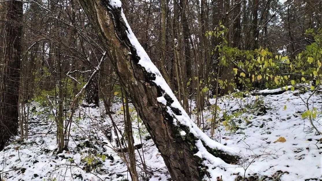 Фото: Комитет лесного хозяйства Московской области