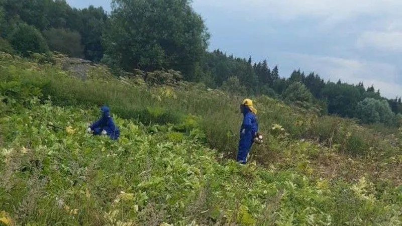 Пятьдесят осужденных начали обрабатывать территории от борщевика в Подмосковье