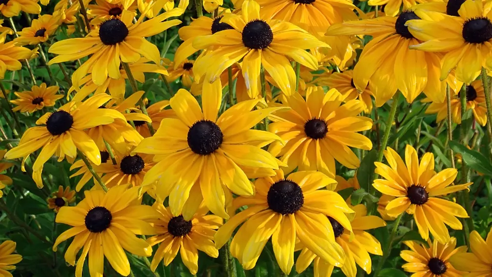 Фото: istockphoto.com/Svetlana Moskaleva