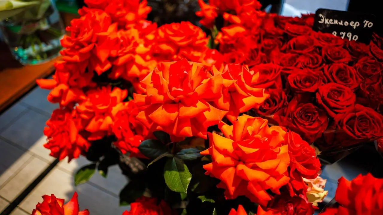 REGIONS/Сергей Шешин