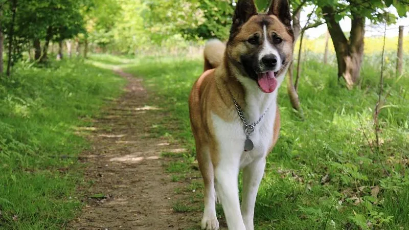 samantha Gillard & Kiba the Akita / flickr