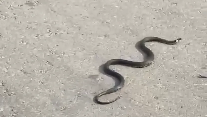 Фотография очевидца