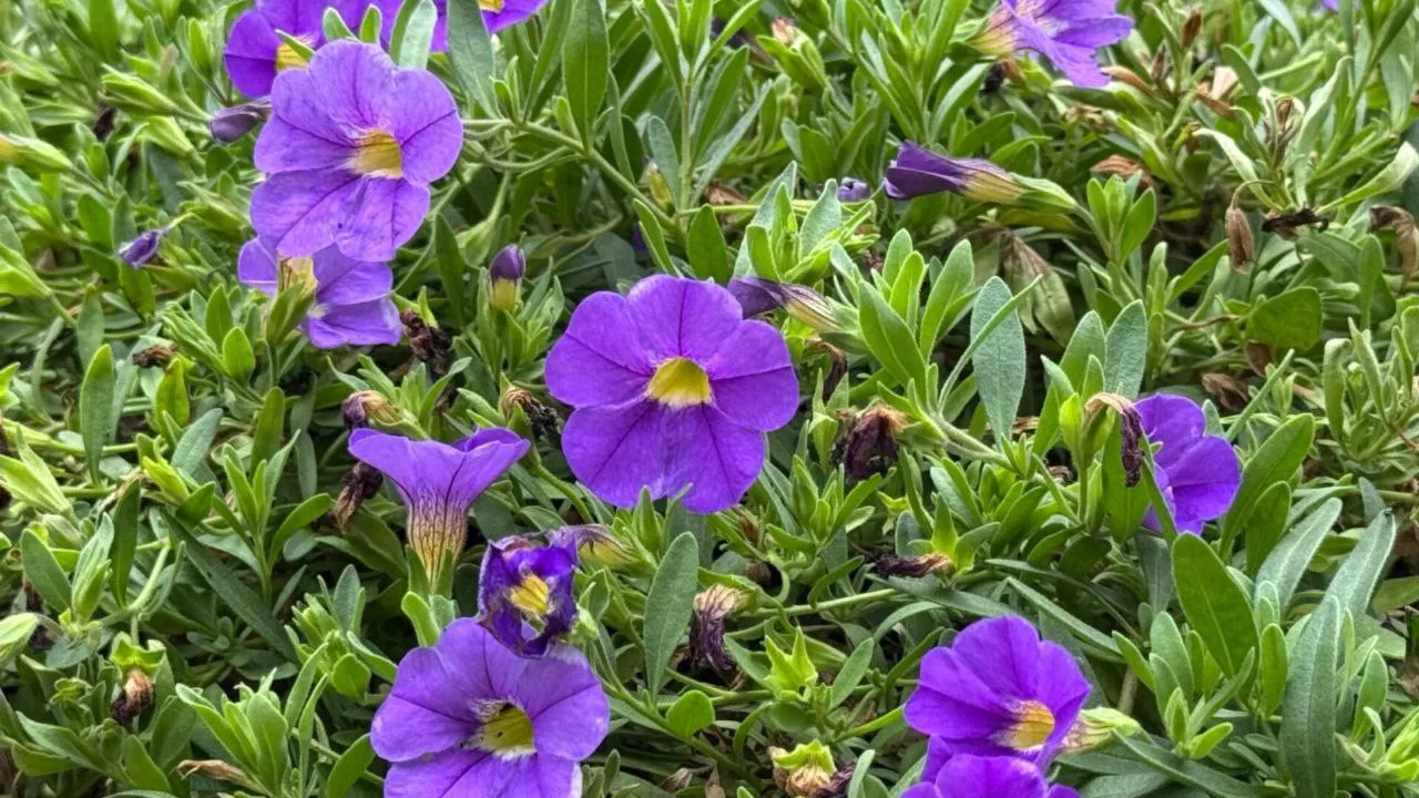 Фото: t.me/ParkVerbilki