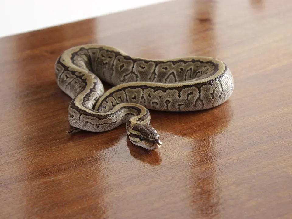 «Пряталась за кресло-мешком»: змея пролезла в квартиру в Москве и перепугала семью