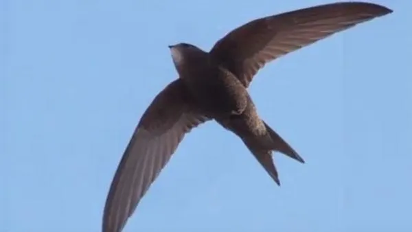 Скриншот видео Youtube