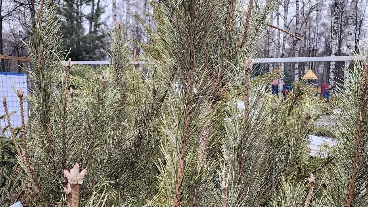 МедиаБанк Подмосковья/Валерия Исаева