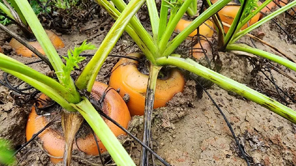 Фото: Яна Шаливская