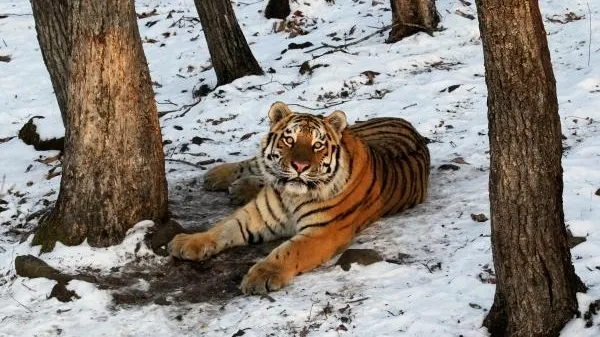 В Приморском крае туристы повстречали дикого тигра