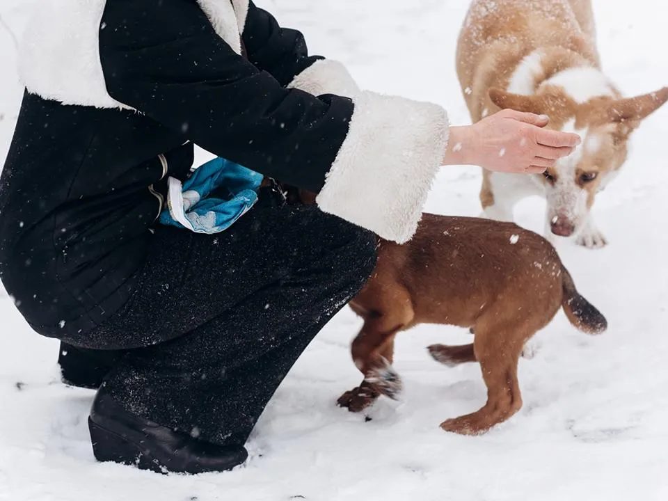 Жительница Новой Москвы заявила о лжеволонтерах, которые сожгли ей дачу и украли двух собак