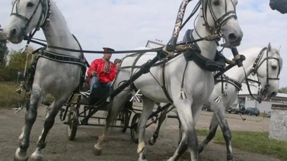 Фото: Московский конный завод № 1