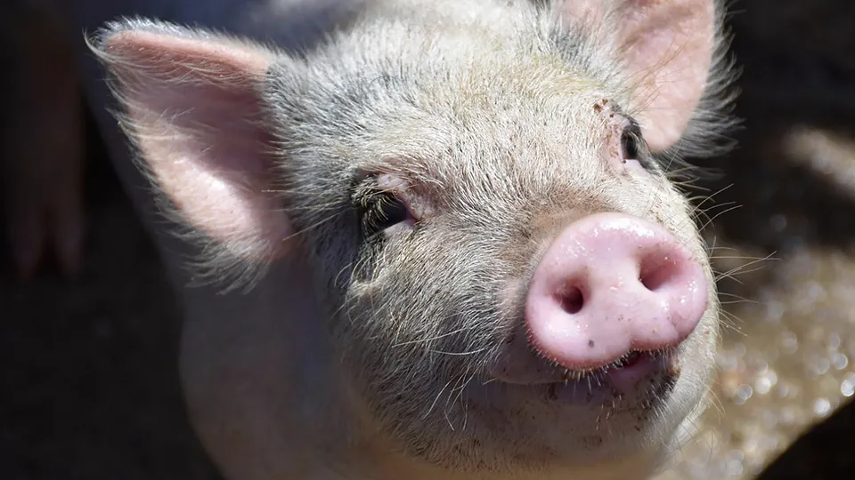 Фото: freepik.com