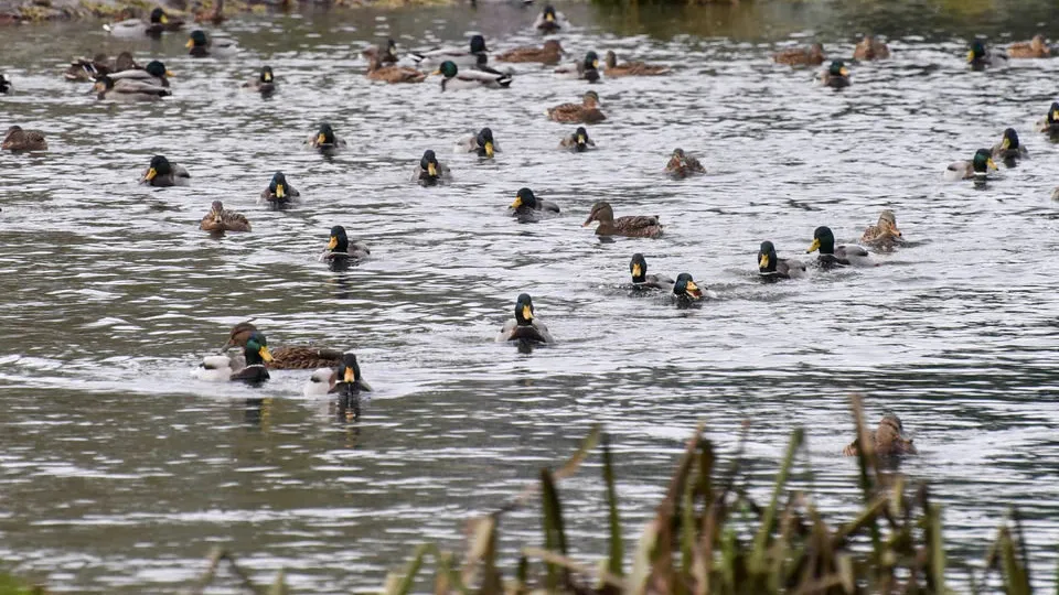 Фото: Медиаархив Подмосковья