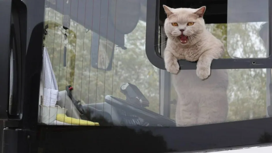 Фото: Мострансавто