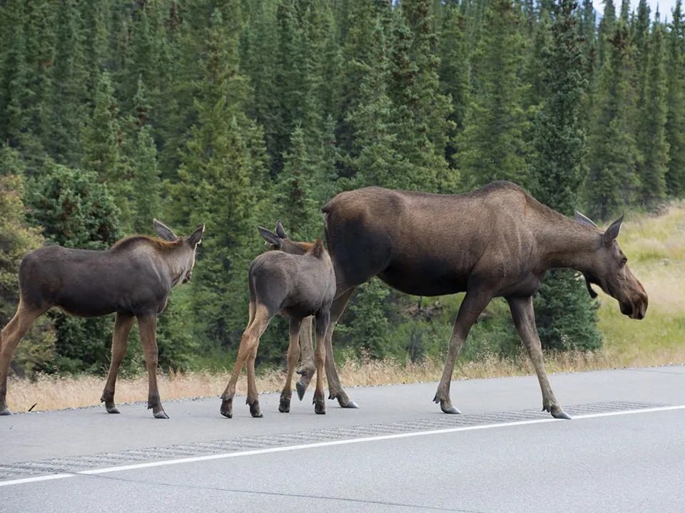 Фото: istockphoto.com/Eric Benz