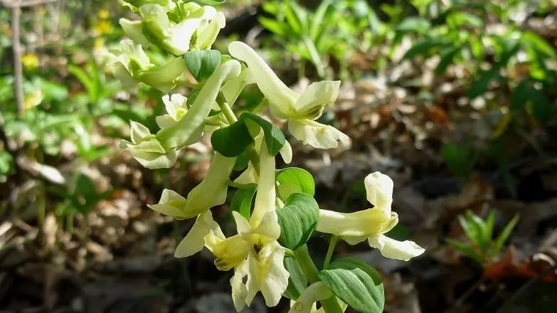 Е. Сусловой