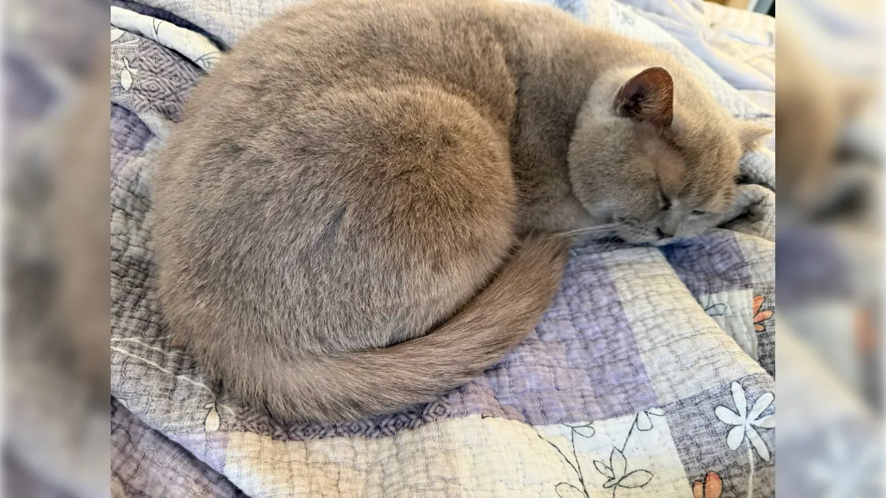 REGIONS/Елена Фурман