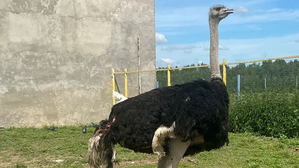 Фото: Алина Тлеукулова