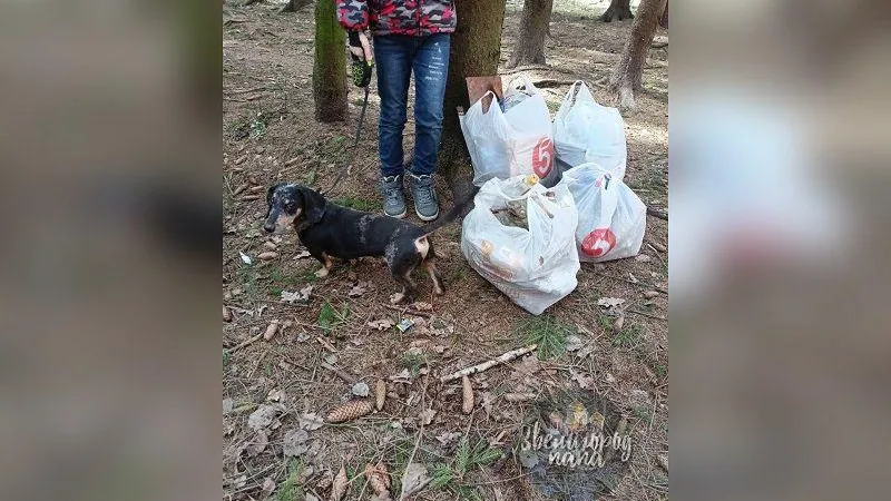 Жители Звенигорода совместили прогулку с уборкой лесопарка
