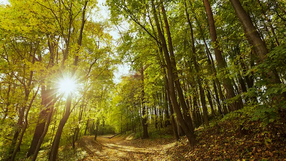 Фото: freepik.com