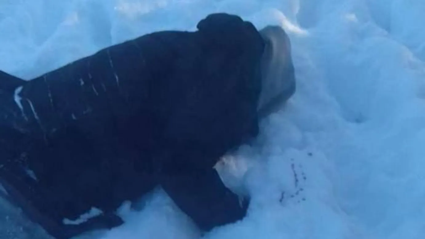 фото: соцсети