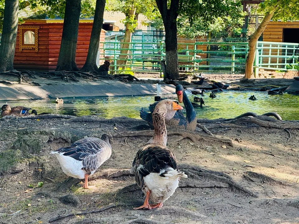 Фото: МедиаБанк Подмосковья/Ольга Стаферова