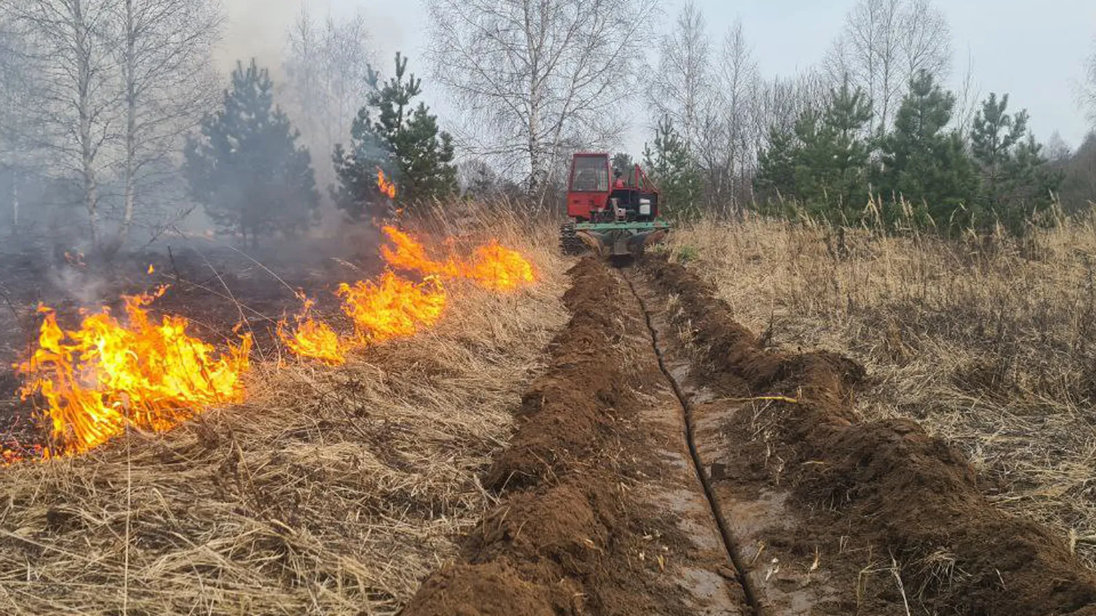 Фото: Комитет лесного хозяйства МО