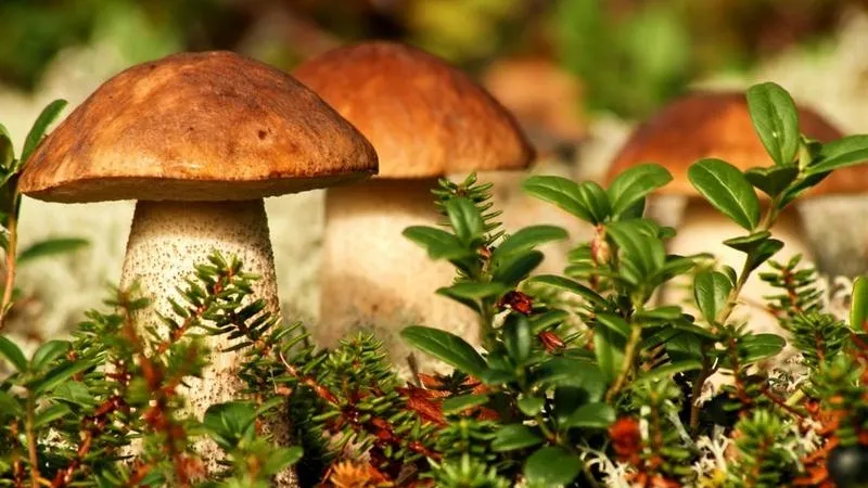 Правильные места сбора грибов назвали в Подмосковье