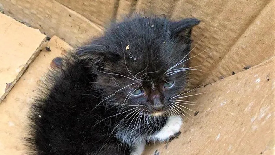 Фото: ГКУ МО «Мособлпожспас»