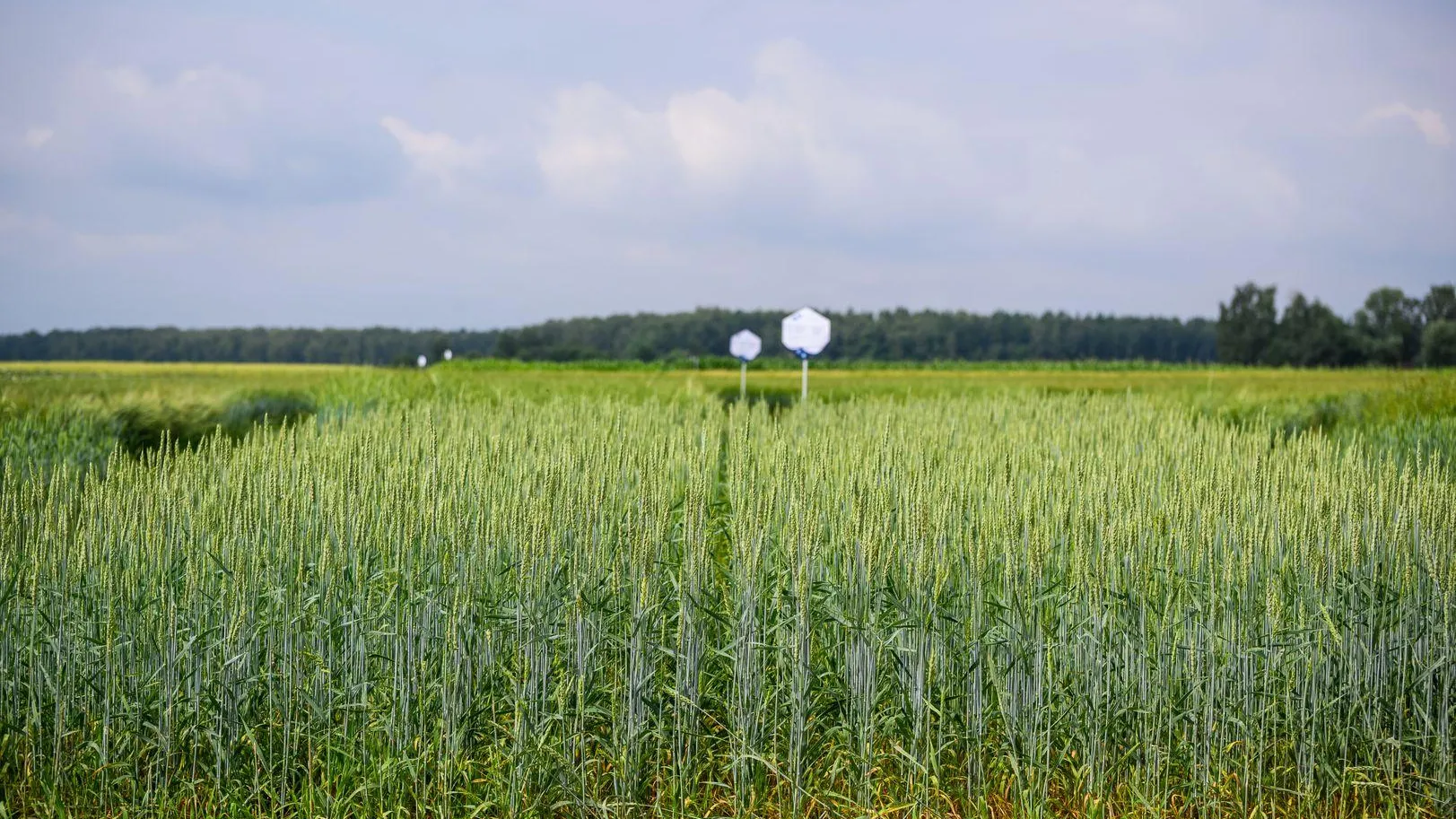 медиасток.рф