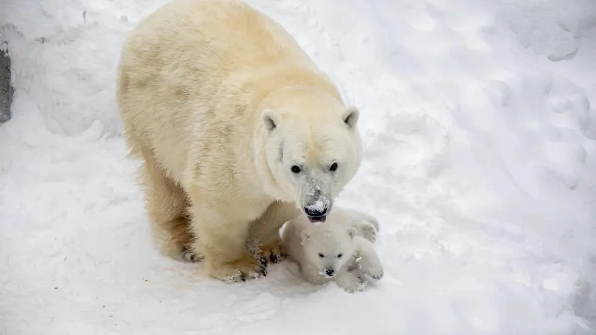 пресс-служба Новосибирского зоопарка