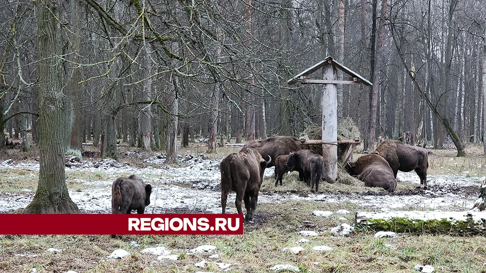 Фото: REGIONS/Александр Степушкин