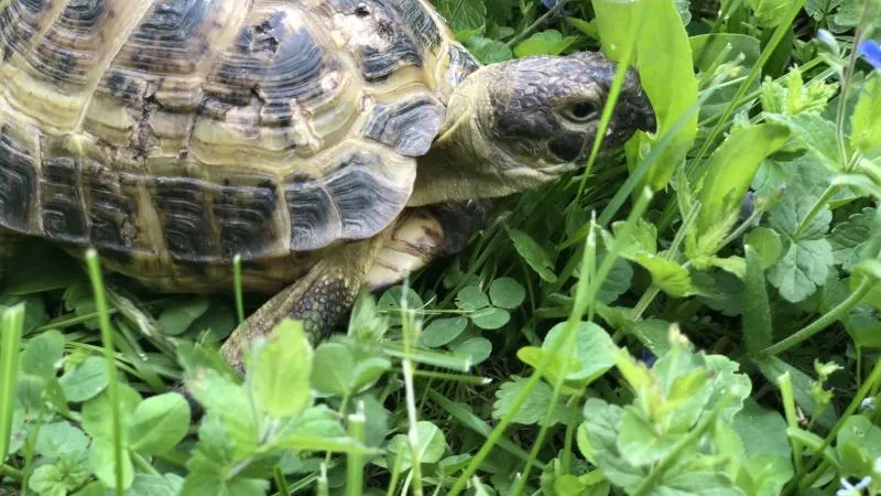 Ползла 6 км через лес: таможенники МО выяснили, как на режимном объекте оказалась черепаха
