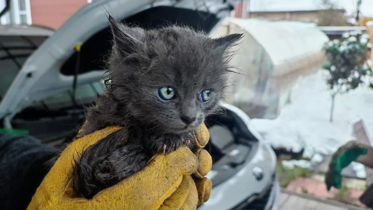 Фото: ГКУ МО «Мособлпожспас»