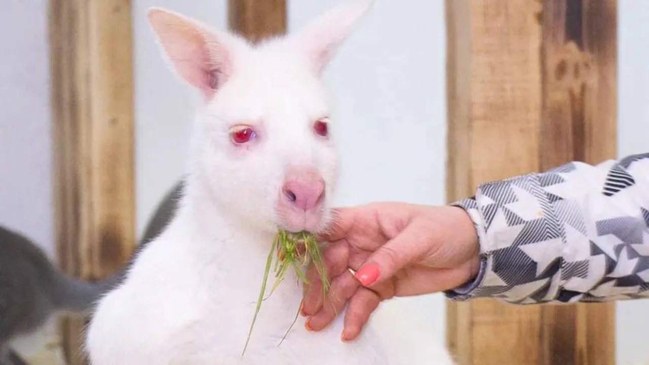 Фото: t.me/parkshihovo