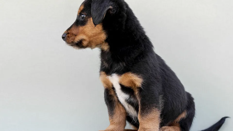 Фото: freepik.com