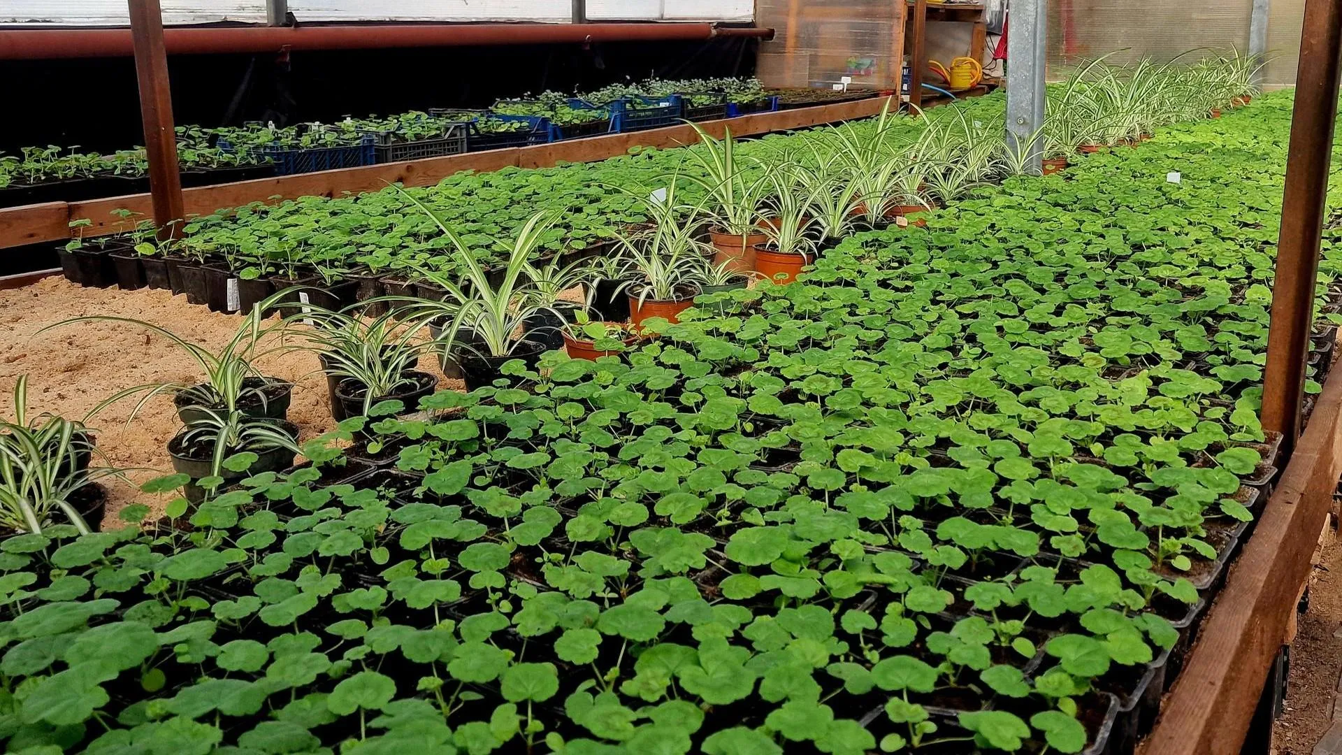 REGIONS/Ольга Шаронова