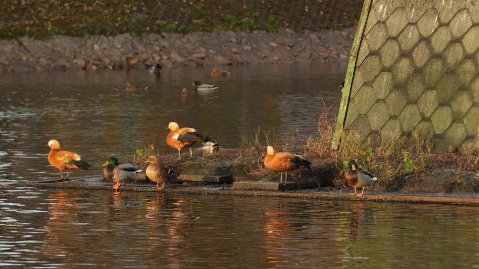 Фото: МедиаБанк Подмосковья/Дмитрий Зайчиков