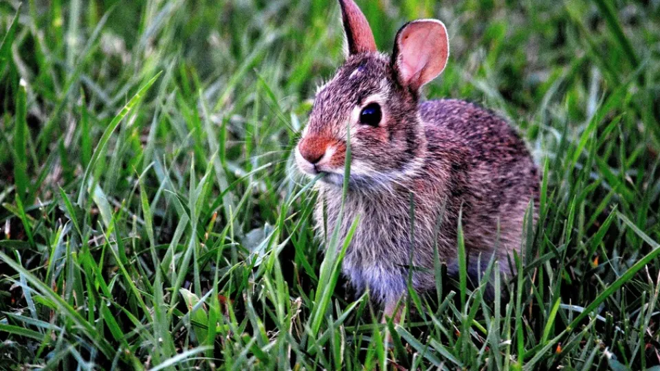 Фото: pxhere.com