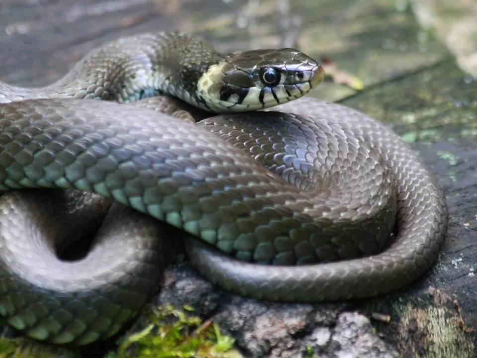 «Нельзя накладывать жгуты»: что делать, если человека укусила змея