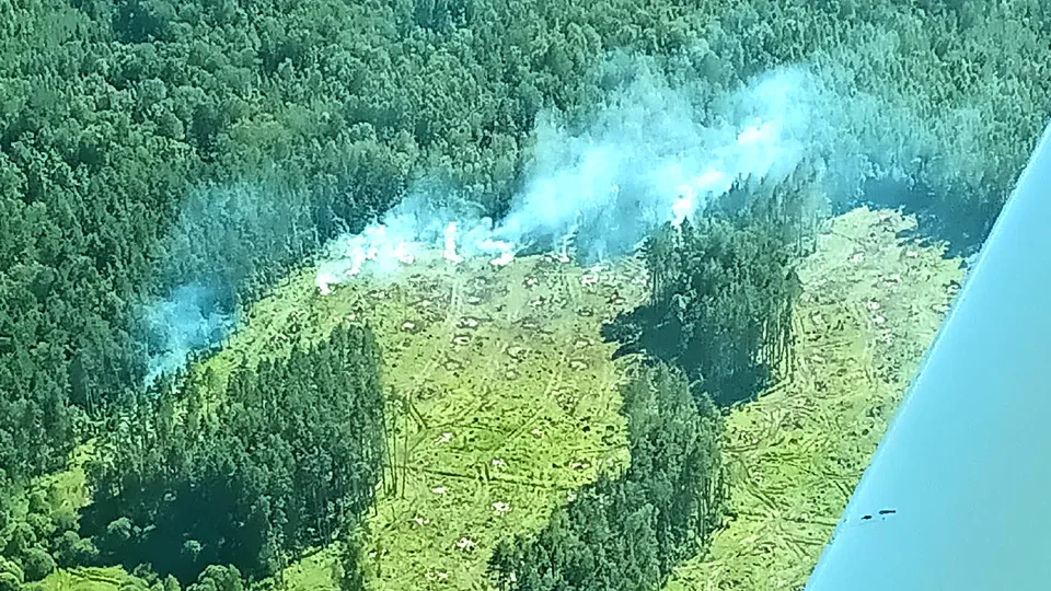 Фото: Комитет лесного хозяйства Московской области