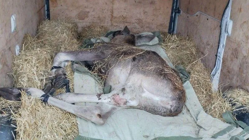 В Богородском округе инспекторы охотнадзора спасли раненую лосиху