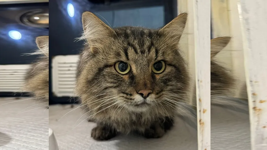 Фото: vk.com/Приют Зоозащита-плюс город Серпухов