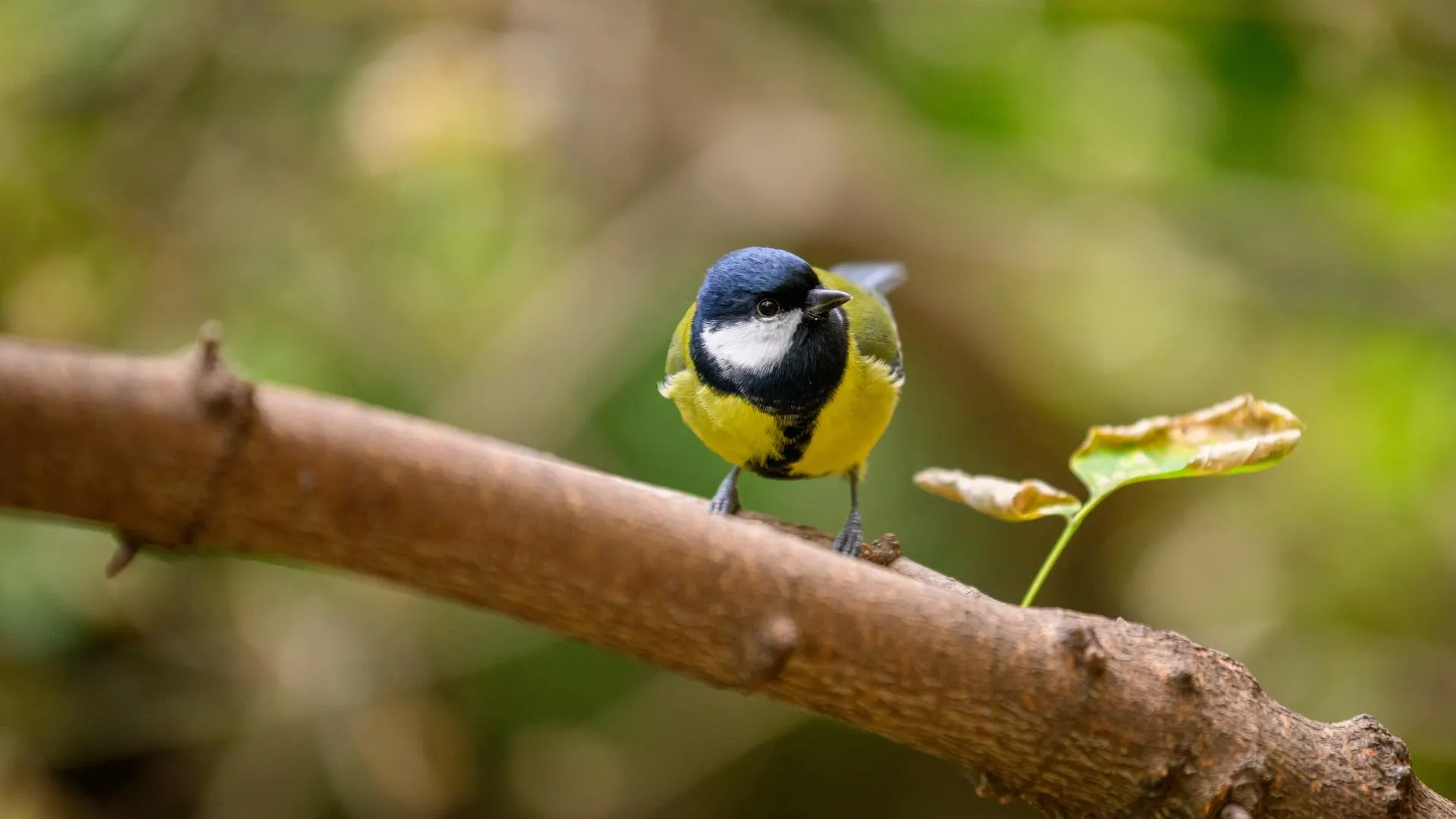 медиасток.рф