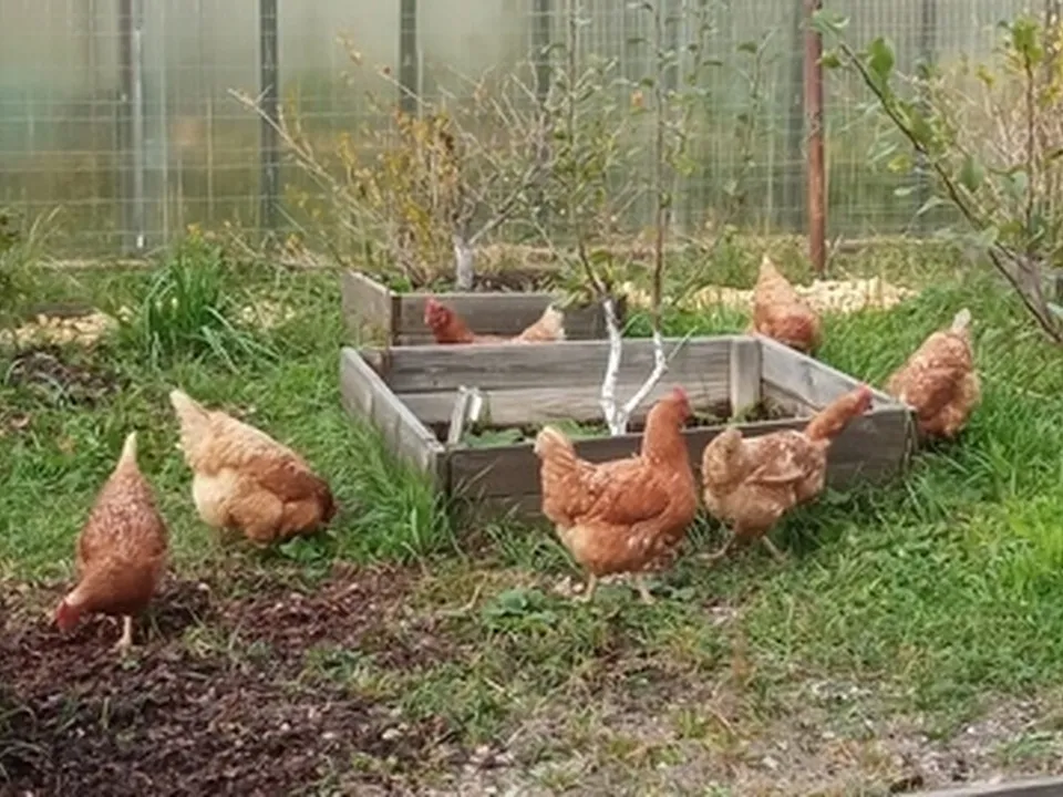 Куры яйценоской породы ломан браун.&nbsp;Фото: Вера Шишова