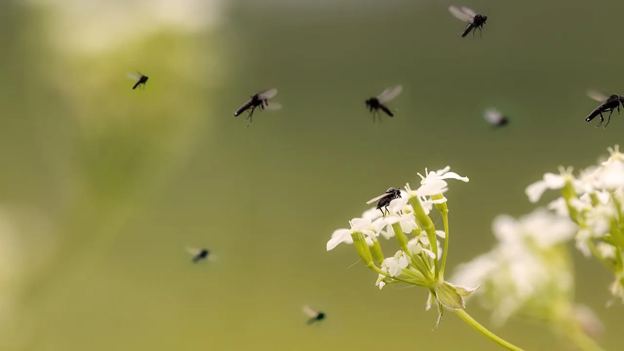 istockphoto.com/Peter Vahlersvik